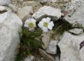 Achillea barrelieri subsp. oxyloba